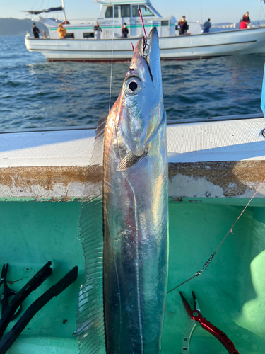 タチウオの釣果