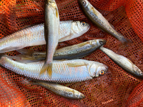 オイカワの釣果