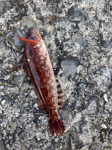 クジメの釣果