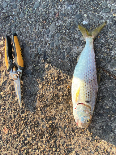 コノシロの釣果