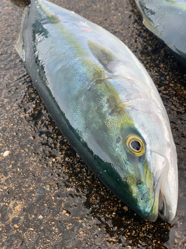 イナダの釣果