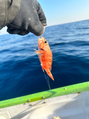 ユメカサゴの釣果