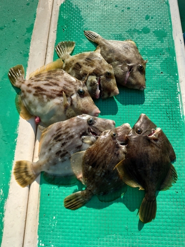 カワハギの釣果