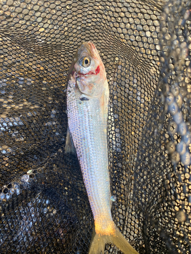 コノシロの釣果