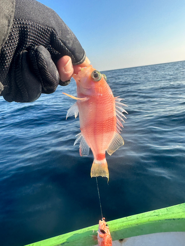 アズマハナダイの釣果