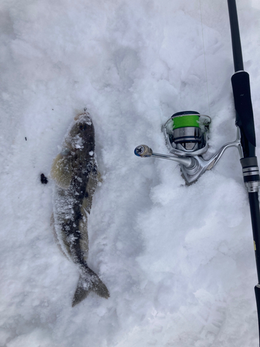 ホッケの釣果