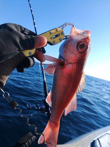 アカムツの釣果