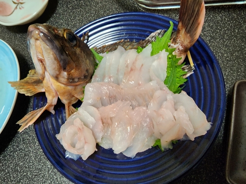 カサゴの釣果