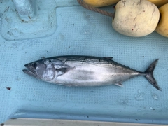 ハガツオの釣果