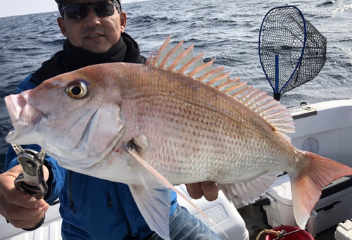 マダイの釣果