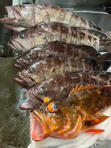 マハタの釣果