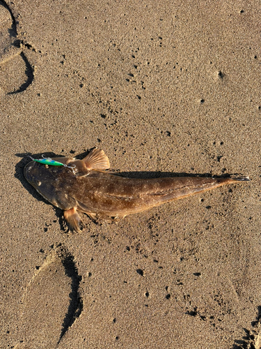 マゴチの釣果