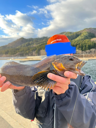 アイナメの釣果