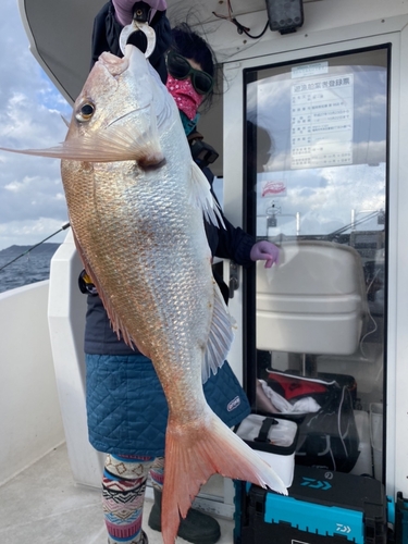 マダイの釣果