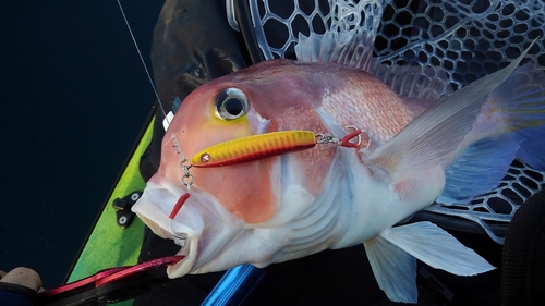 アマダイの釣果