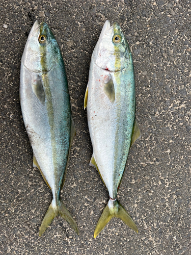 ワカナゴの釣果