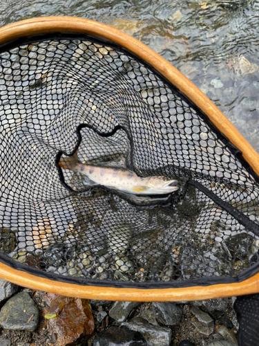 ヤマメの釣果