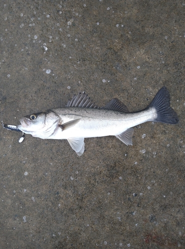 セイゴ（タイリクスズキ）の釣果