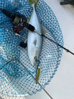 ハマチの釣果