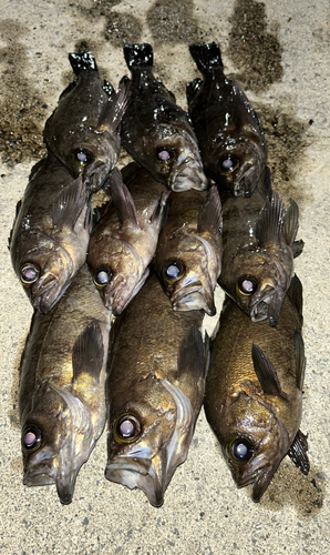 メバルの釣果