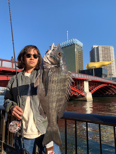 クロダイの釣果