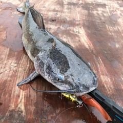 アメリカナマズの釣果