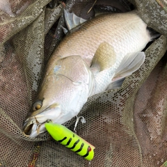 バラマンディの釣果