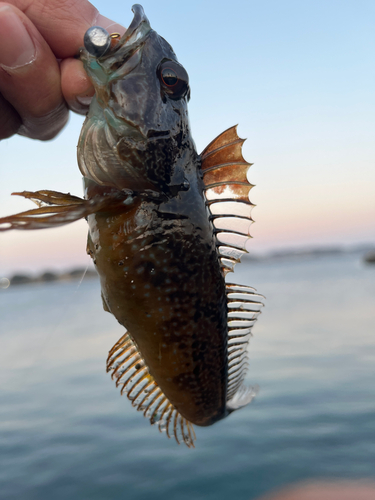 アナハゼの釣果