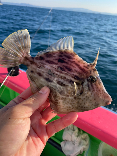 カワハギの釣果