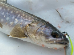 アメマスの釣果