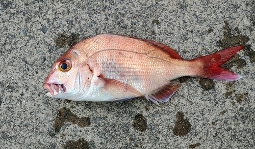 マダイの釣果