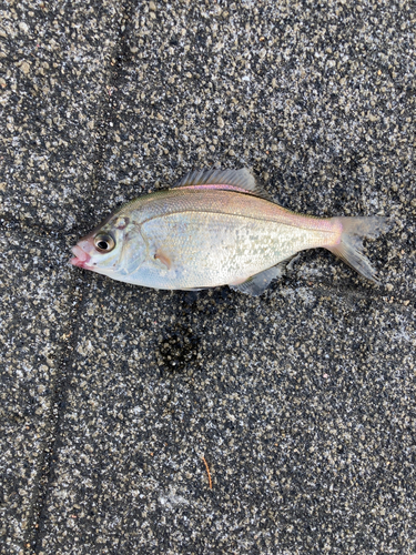 ウミタナゴの釣果