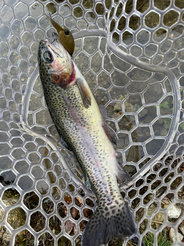 ニジマスの釣果