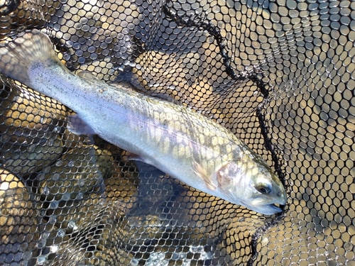 ニジマスの釣果