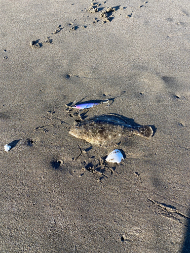 ソゲの釣果