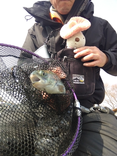 ニジマスの釣果