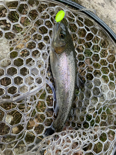 ニジマスの釣果