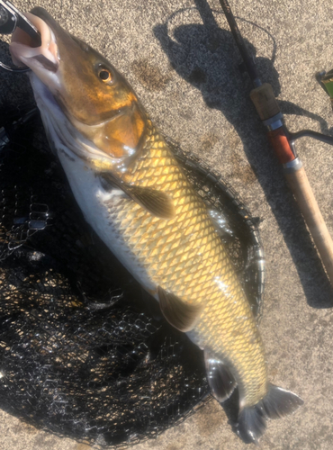 ニゴイの釣果