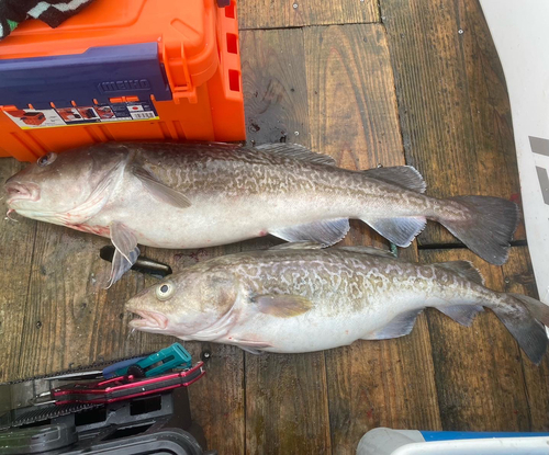 マダラの釣果