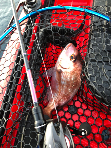 タイの釣果