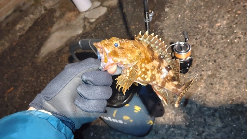 カサゴの釣果