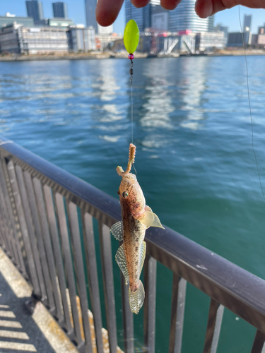 マハゼの釣果