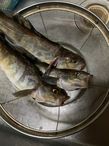 ホッケの釣果