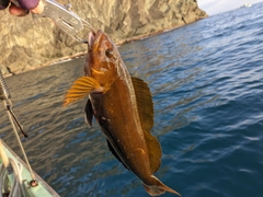 アイナメの釣果