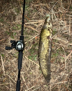 ナマズの釣果