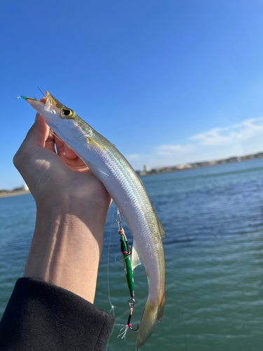 カマスの釣果