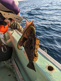 アイナメの釣果