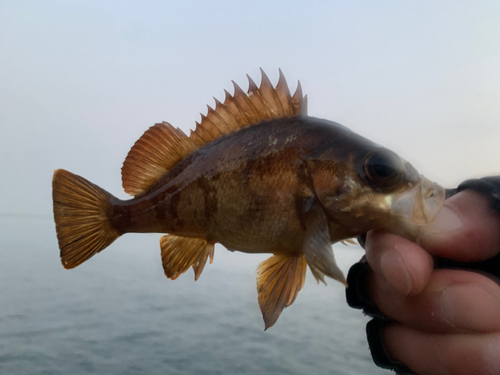 メバルの釣果