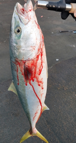 イナダの釣果