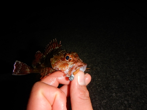 カサゴの釣果